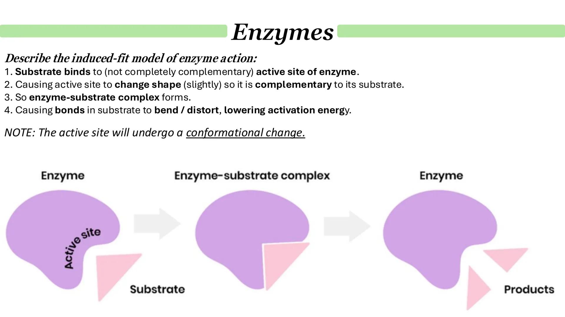 Enzymes
How do enzymes act as biological catalysts?
Each enzyme lowers activation energy of reaction it catalyses
To speed up rate of reacti