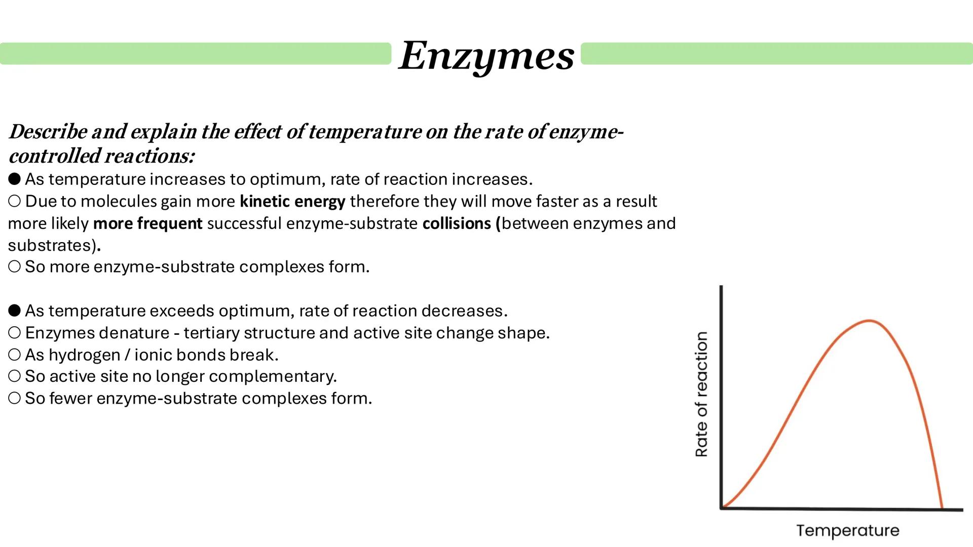 Enzymes
How do enzymes act as biological catalysts?
Each enzyme lowers activation energy of reaction it catalyses
To speed up rate of reacti