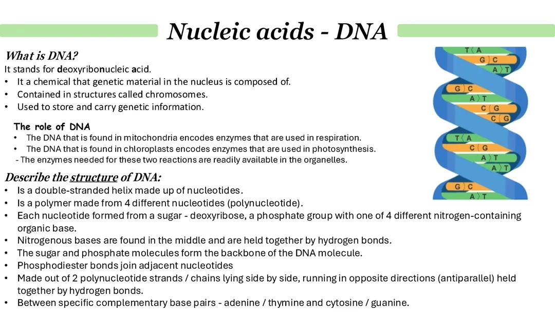 Nucleic Acids - DNA and RNA