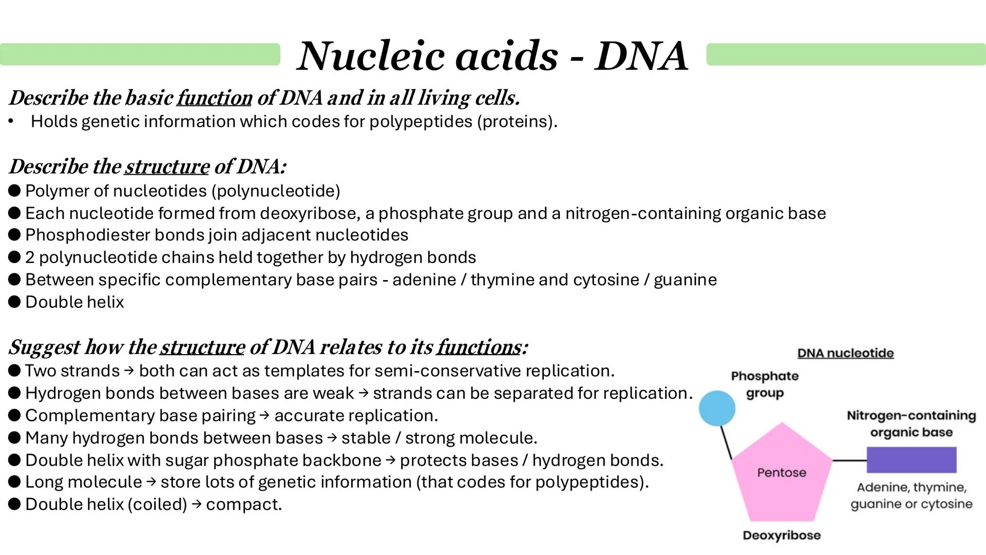 Nucleic acids - DNA
•
•
What is DNA?
It stands for deoxyribonucleic acid.
Contained in structures called chromosomes.
It a chemical that gen