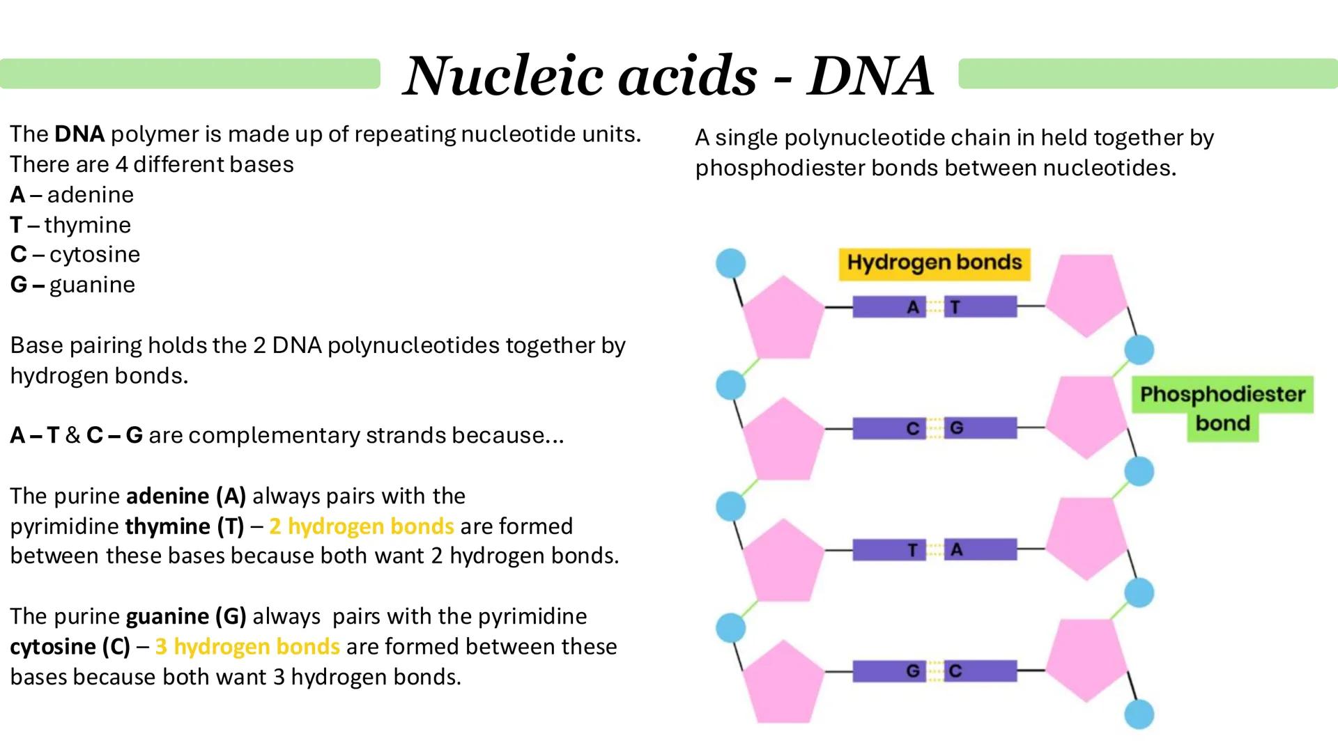 Nucleic acids - DNA
•
•
What is DNA?
It stands for deoxyribonucleic acid.
Contained in structures called chromosomes.
It a chemical that gen