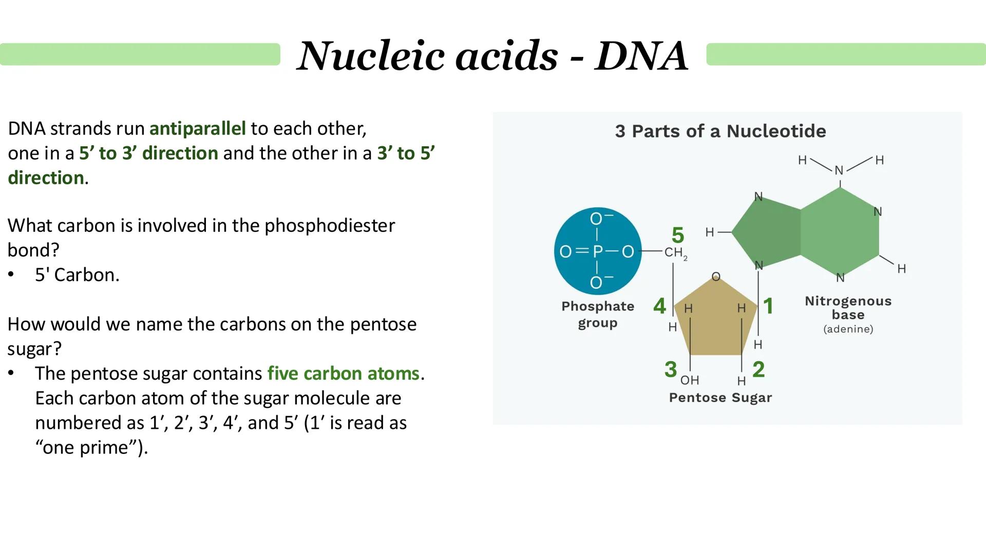 Nucleic acids - DNA
•
•
What is DNA?
It stands for deoxyribonucleic acid.
Contained in structures called chromosomes.
It a chemical that gen