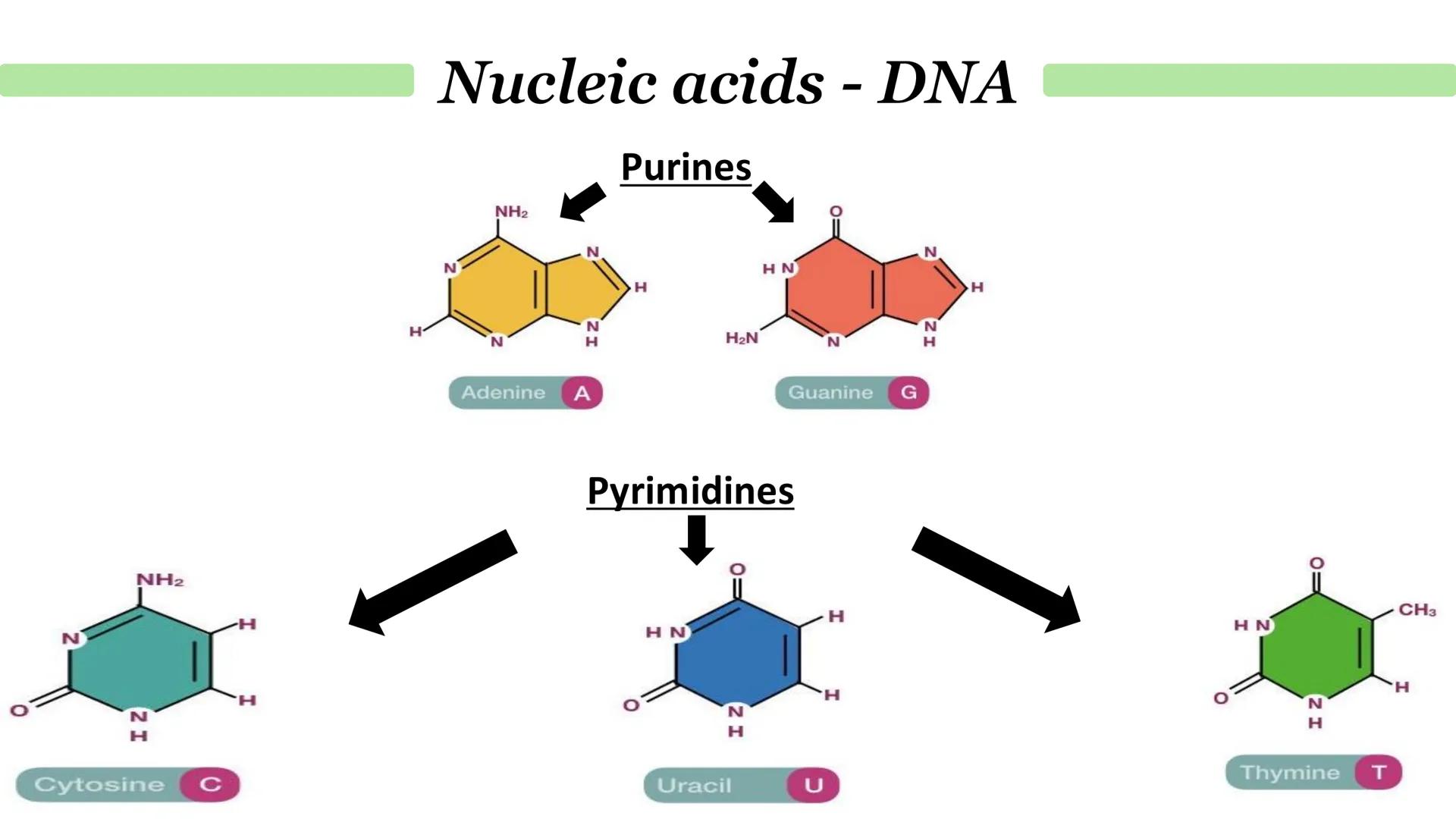 Nucleic acids - DNA
•
•
What is DNA?
It stands for deoxyribonucleic acid.
Contained in structures called chromosomes.
It a chemical that gen