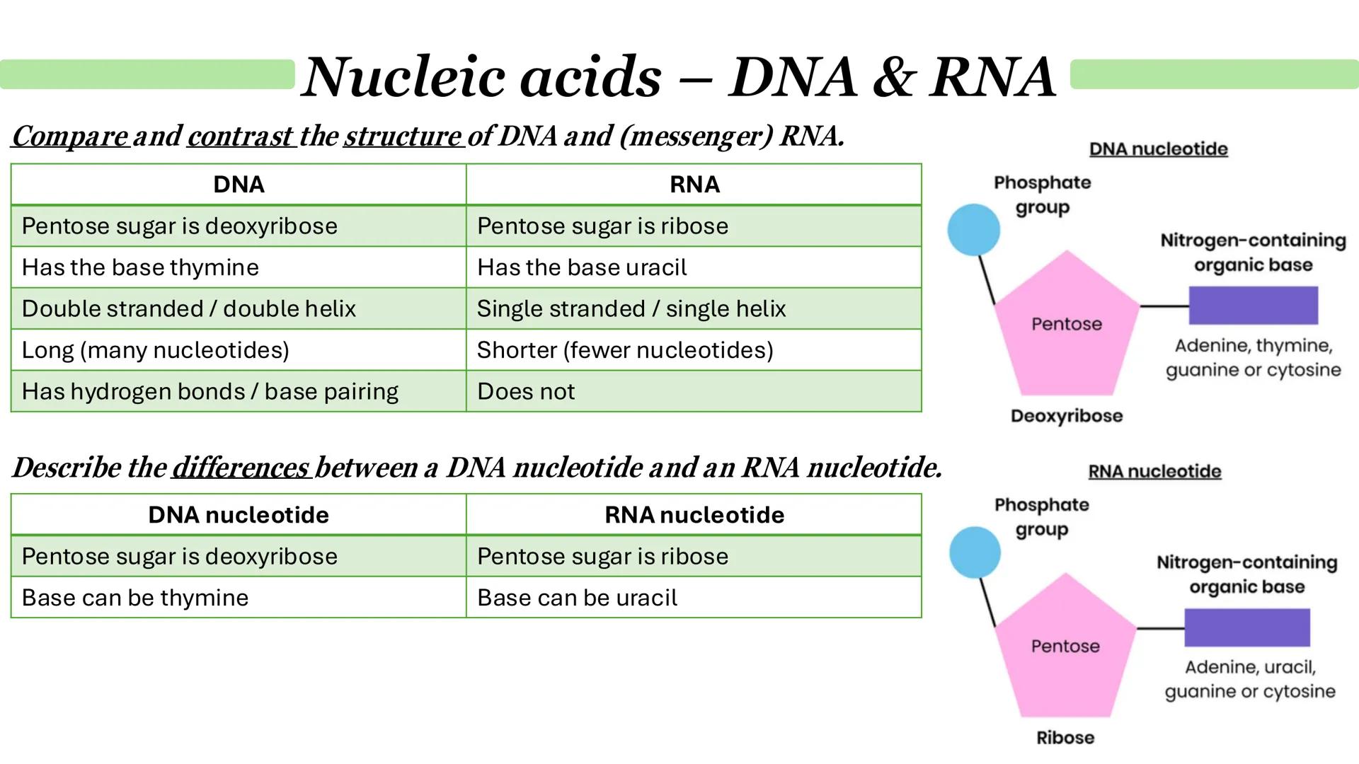 Nucleic acids - DNA
•
•
What is DNA?
It stands for deoxyribonucleic acid.
Contained in structures called chromosomes.
It a chemical that gen