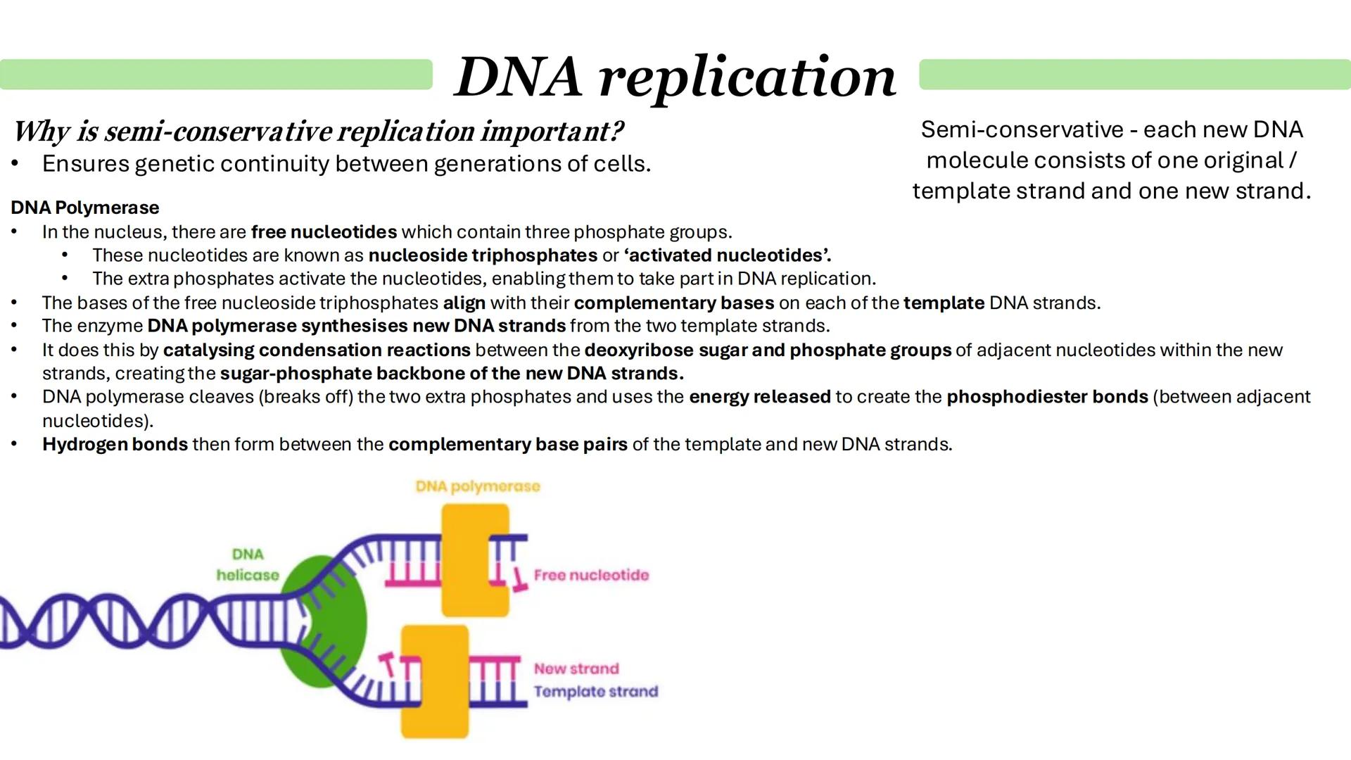 Parent DNA molecule
1
G
C
A
T
G
C
A
T
T
A
4
G
C
T
A
G
2
G
G
C
A
T
G
DNA replication
3
C
T
G
G
2 daughter molecules
5