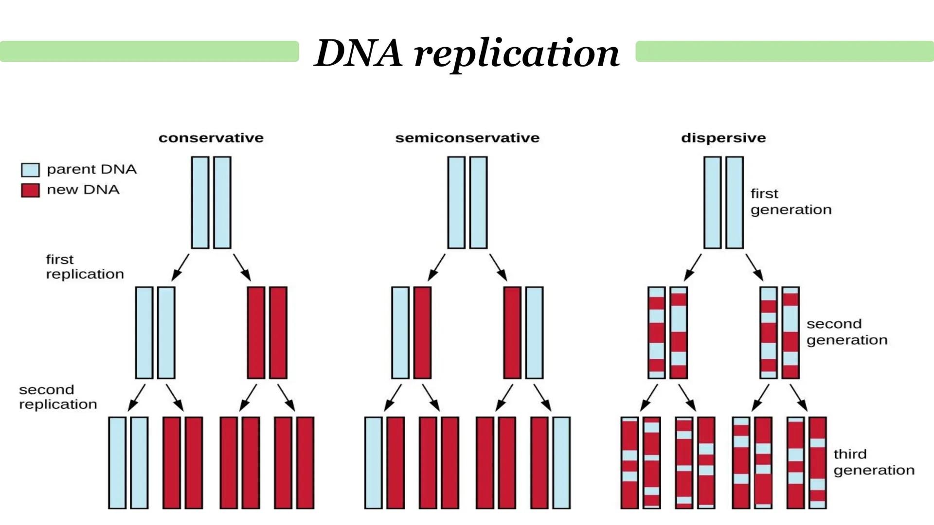 Parent DNA molecule
1
G
C
A
T
G
C
A
T
T
A
4
G
C
T
A
G
2
G
G
C
A
T
G
DNA replication
3
C
T
G
G
2 daughter molecules
5