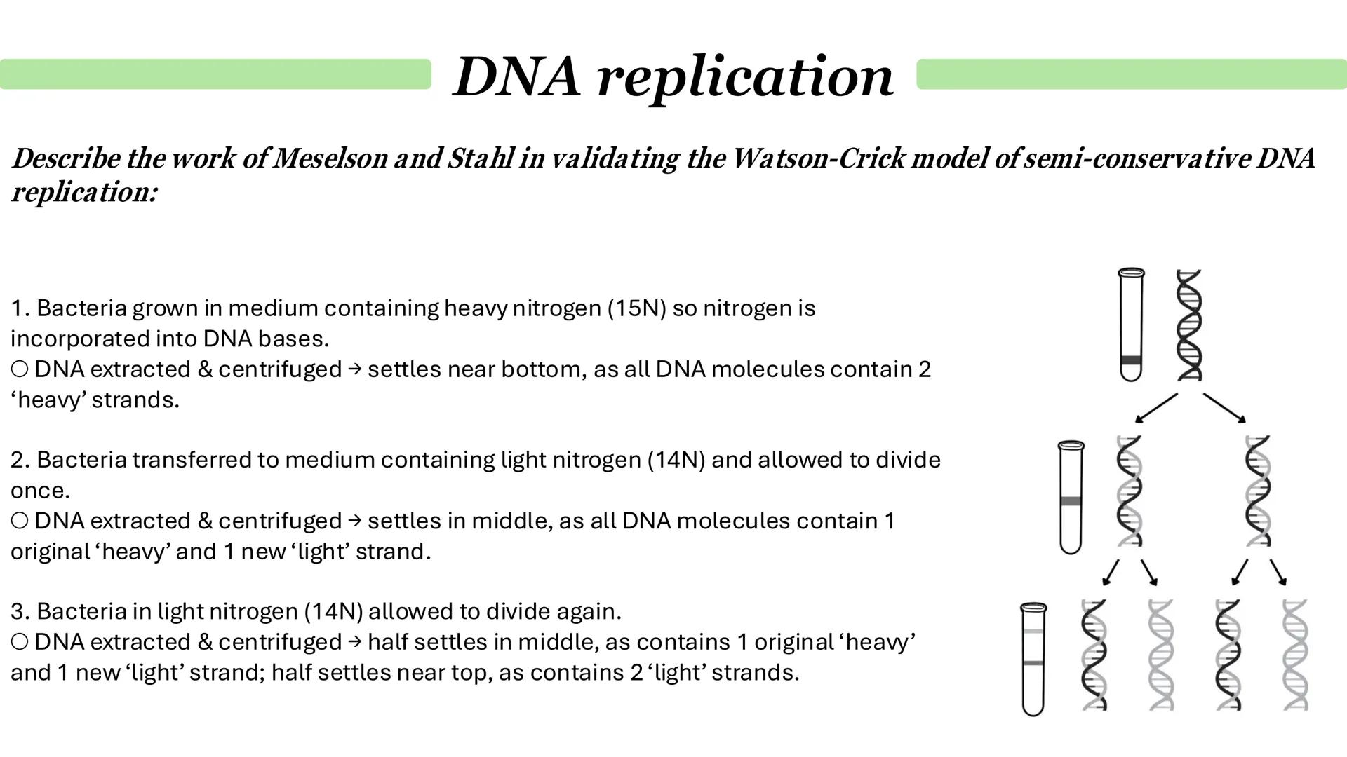 Parent DNA molecule
1
G
C
A
T
G
C
A
T
T
A
4
G
C
T
A
G
2
G
G
C
A
T
G
DNA replication
3
C
T
G
G
2 daughter molecules
5