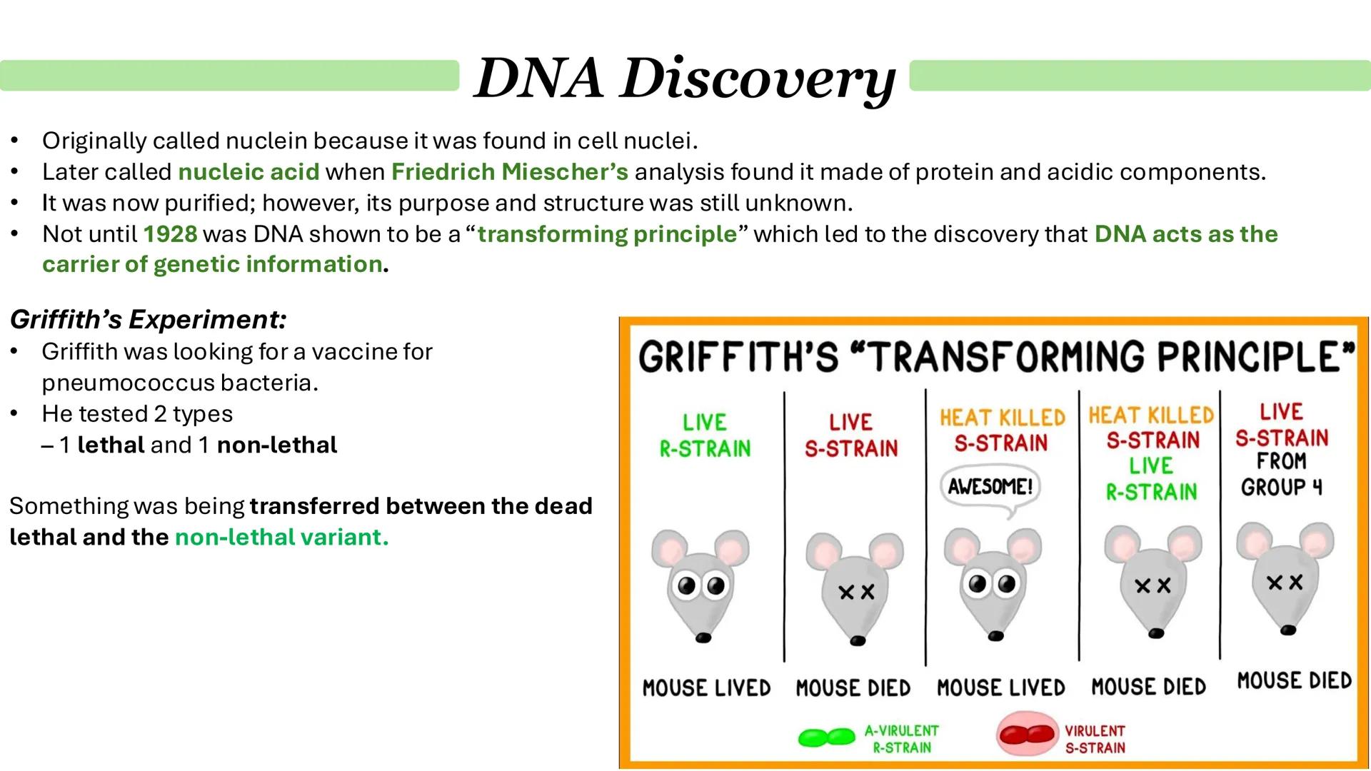 Parent DNA molecule
1
G
C
A
T
G
C
A
T
T
A
4
G
C
T
A
G
2
G
G
C
A
T
G
DNA replication
3
C
T
G
G
2 daughter molecules
5