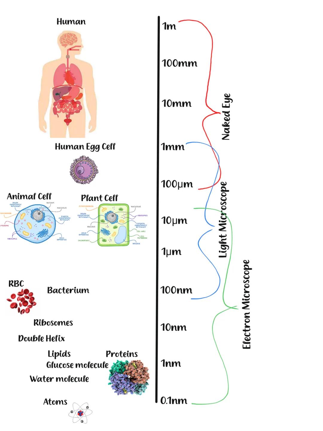 Cells LYSOSOME
Human
1m
100mm
10mm
Human Egg Ceff
1mm
Animal Celf
NUCLEUS
NUCLEOLUS
Plant Ceff
NUCLEOUS
ENDOPLASMIC
RETICH
RETICULUM
NUCLEUS