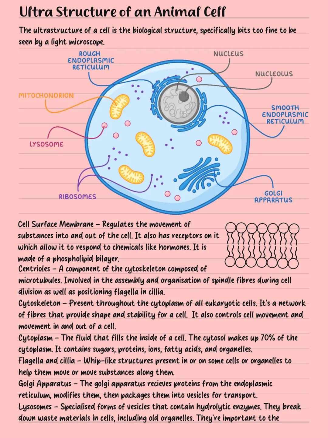 Cells LYSOSOME
Human
1m
100mm
10mm
Human Egg Ceff
1mm
Animal Celf
NUCLEUS
NUCLEOLUS
Plant Ceff
NUCLEOUS
ENDOPLASMIC
RETICH
RETICULUM
NUCLEUS