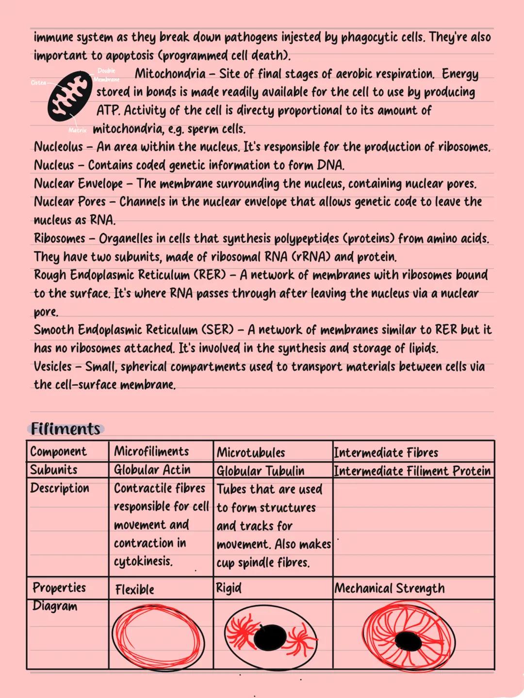 Cells LYSOSOME
Human
1m
100mm
10mm
Human Egg Ceff
1mm
Animal Celf
NUCLEUS
NUCLEOLUS
Plant Ceff
NUCLEOUS
ENDOPLASMIC
RETICH
RETICULUM
NUCLEUS