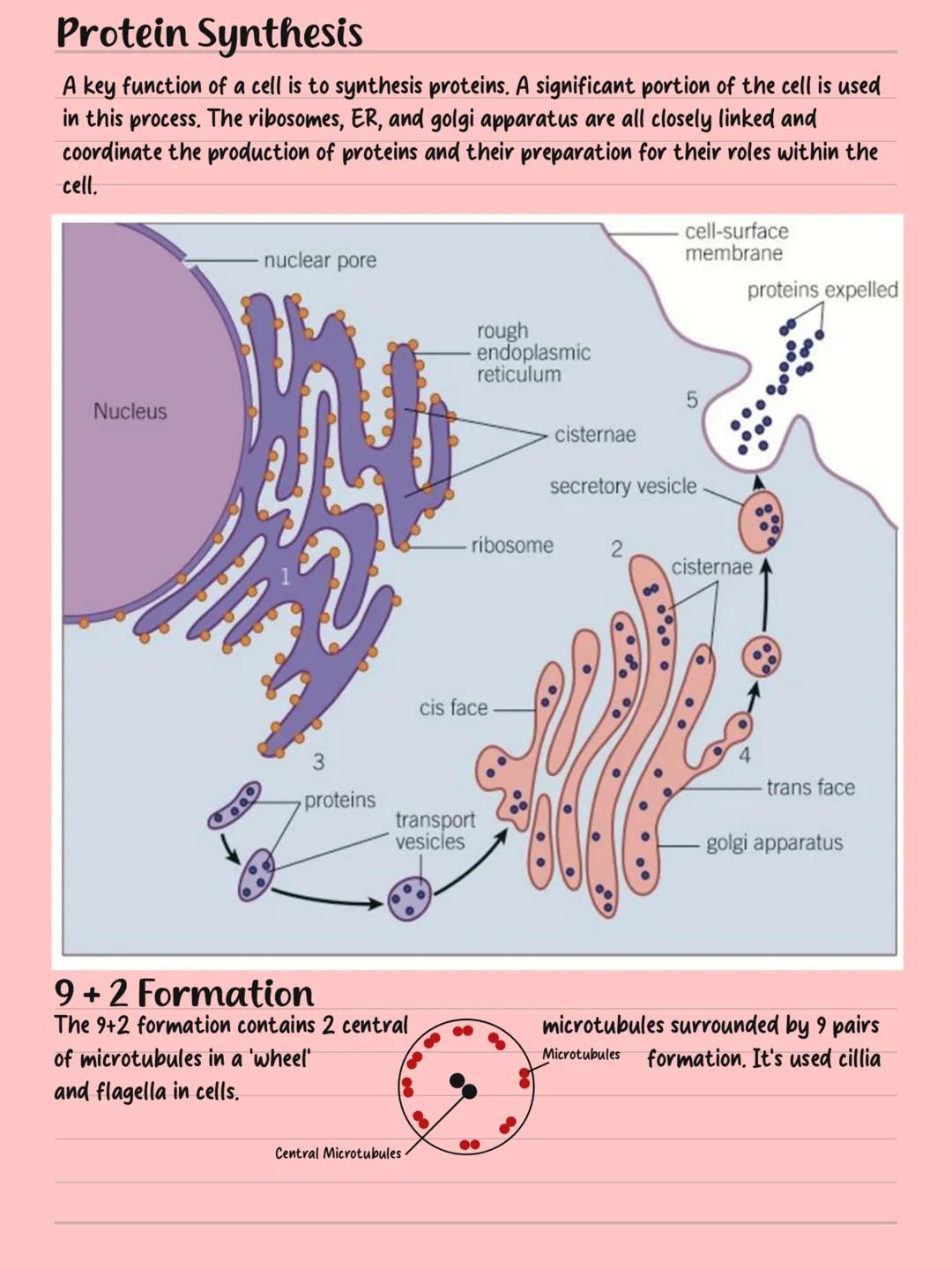Cells LYSOSOME
Human
1m
100mm
10mm
Human Egg Ceff
1mm
Animal Celf
NUCLEUS
NUCLEOLUS
Plant Ceff
NUCLEOUS
ENDOPLASMIC
RETICH
RETICULUM
NUCLEUS