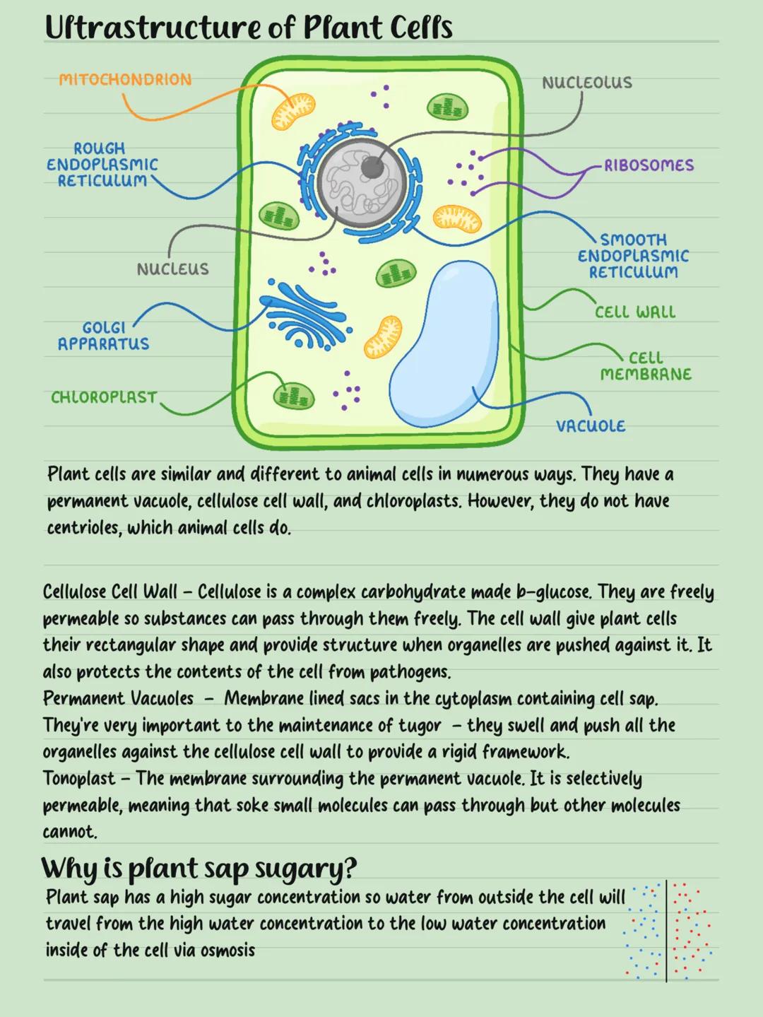 Cells LYSOSOME
Human
1m
100mm
10mm
Human Egg Ceff
1mm
Animal Celf
NUCLEUS
NUCLEOLUS
Plant Ceff
NUCLEOUS
ENDOPLASMIC
RETICH
RETICULUM
NUCLEUS