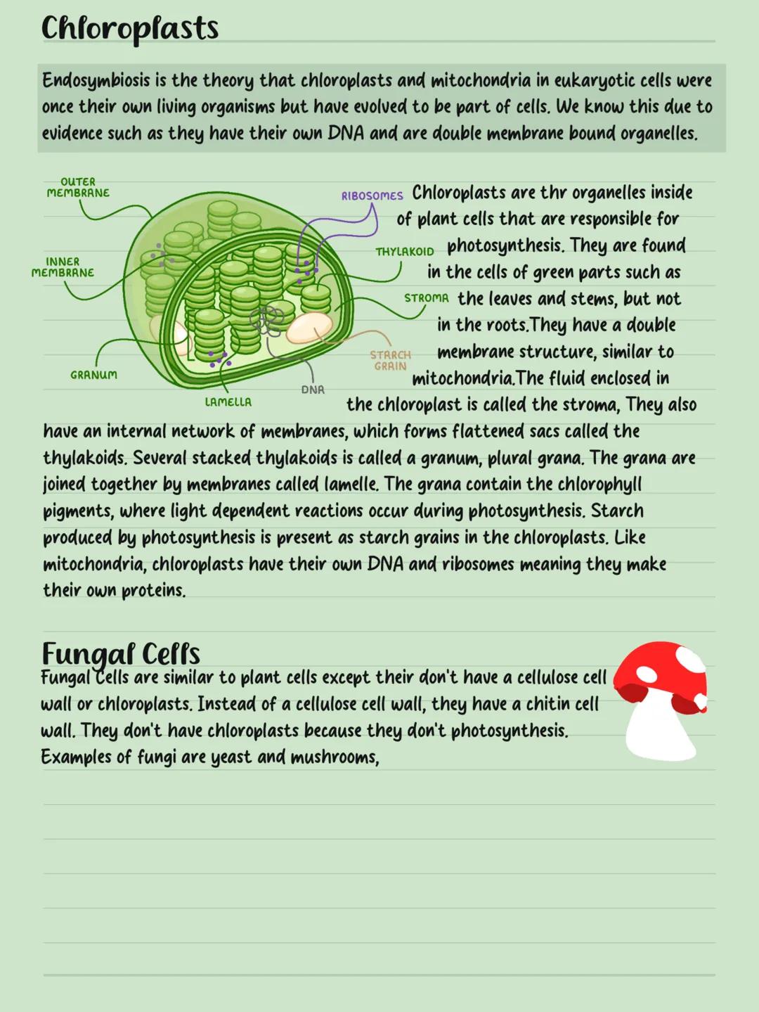 Cells LYSOSOME
Human
1m
100mm
10mm
Human Egg Ceff
1mm
Animal Celf
NUCLEUS
NUCLEOLUS
Plant Ceff
NUCLEOUS
ENDOPLASMIC
RETICH
RETICULUM
NUCLEUS