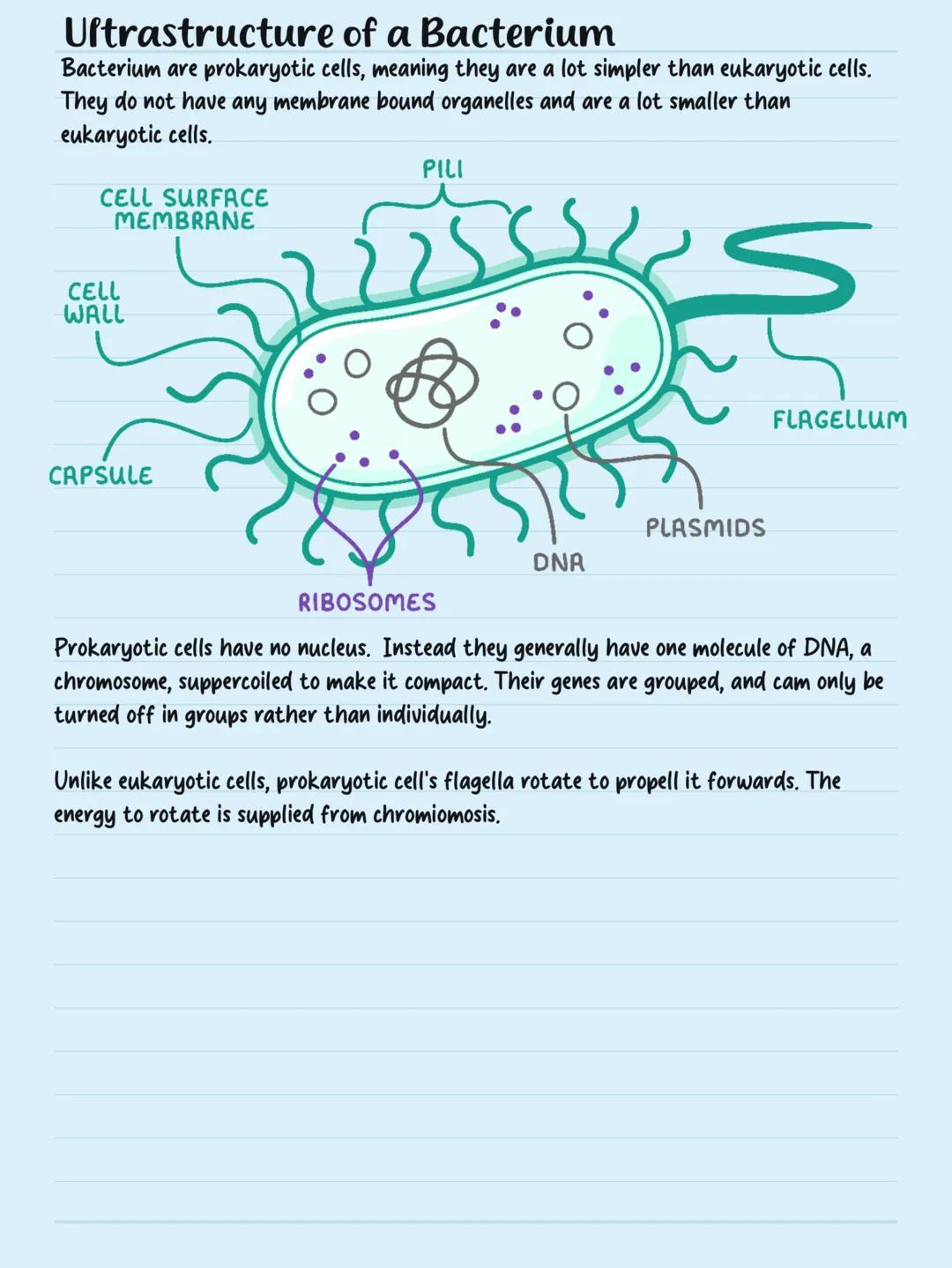 Cells LYSOSOME
Human
1m
100mm
10mm
Human Egg Ceff
1mm
Animal Celf
NUCLEUS
NUCLEOLUS
Plant Ceff
NUCLEOUS
ENDOPLASMIC
RETICH
RETICULUM
NUCLEUS