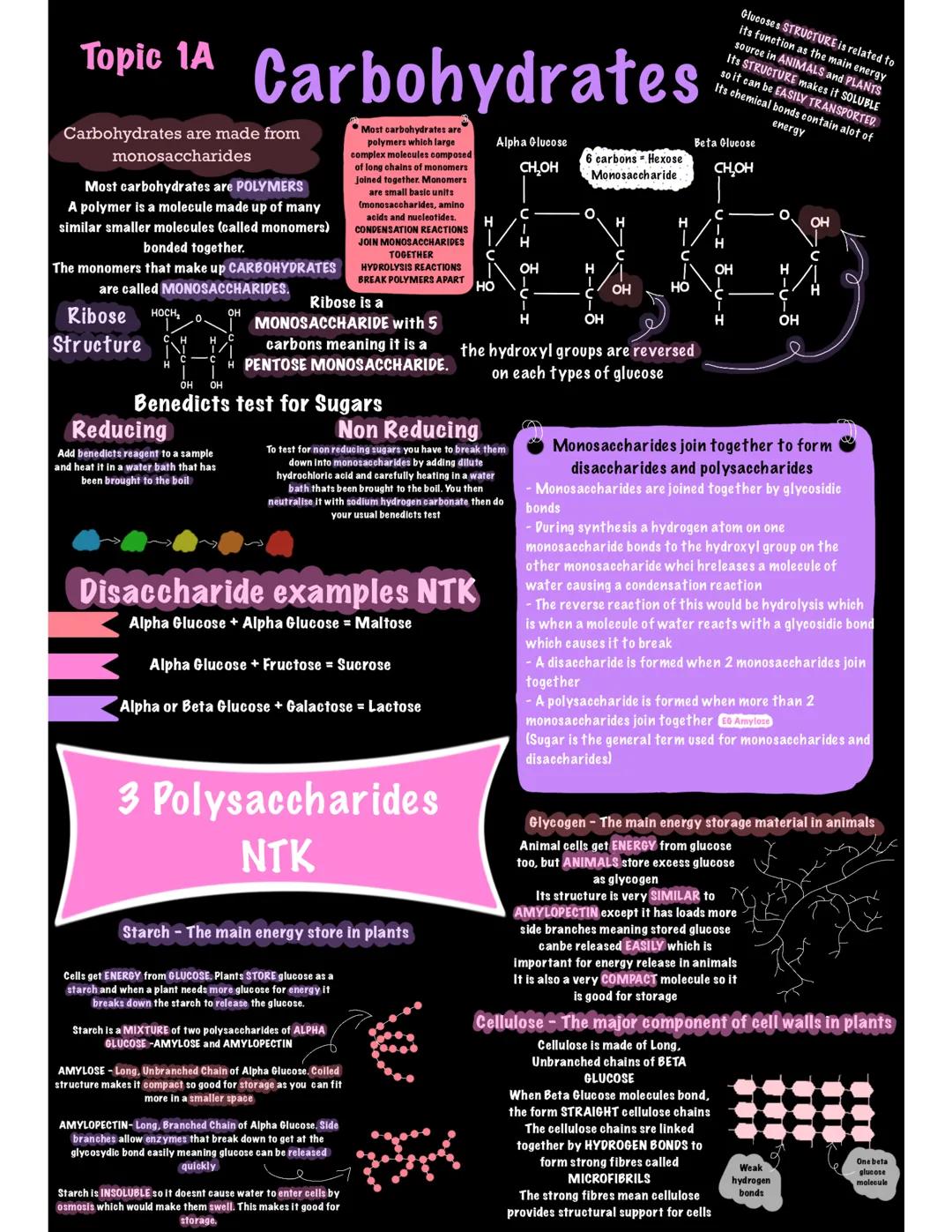 Carbohydrates A Level Biology AQA