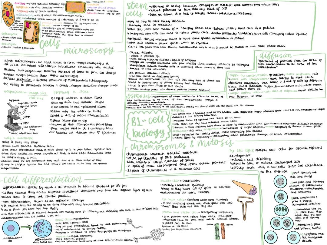 B1~cell biology topic mindmaps