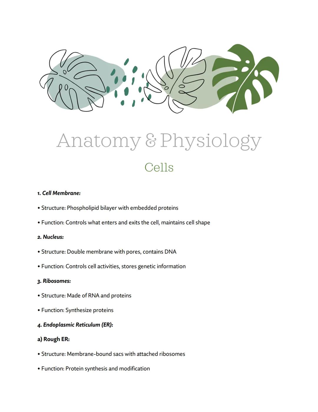 Anatomy & Physiology
Cells
1. Cell Membrane:
• Structure: Phospholipid bilayer with embedded proteins
• Function: Controls what enters and e