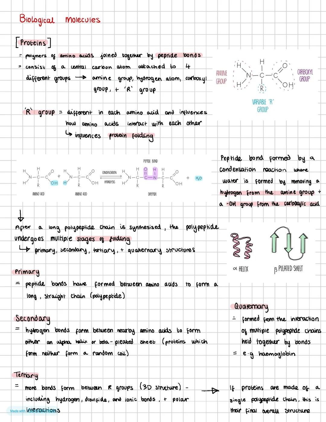 Biological molecules - proteins