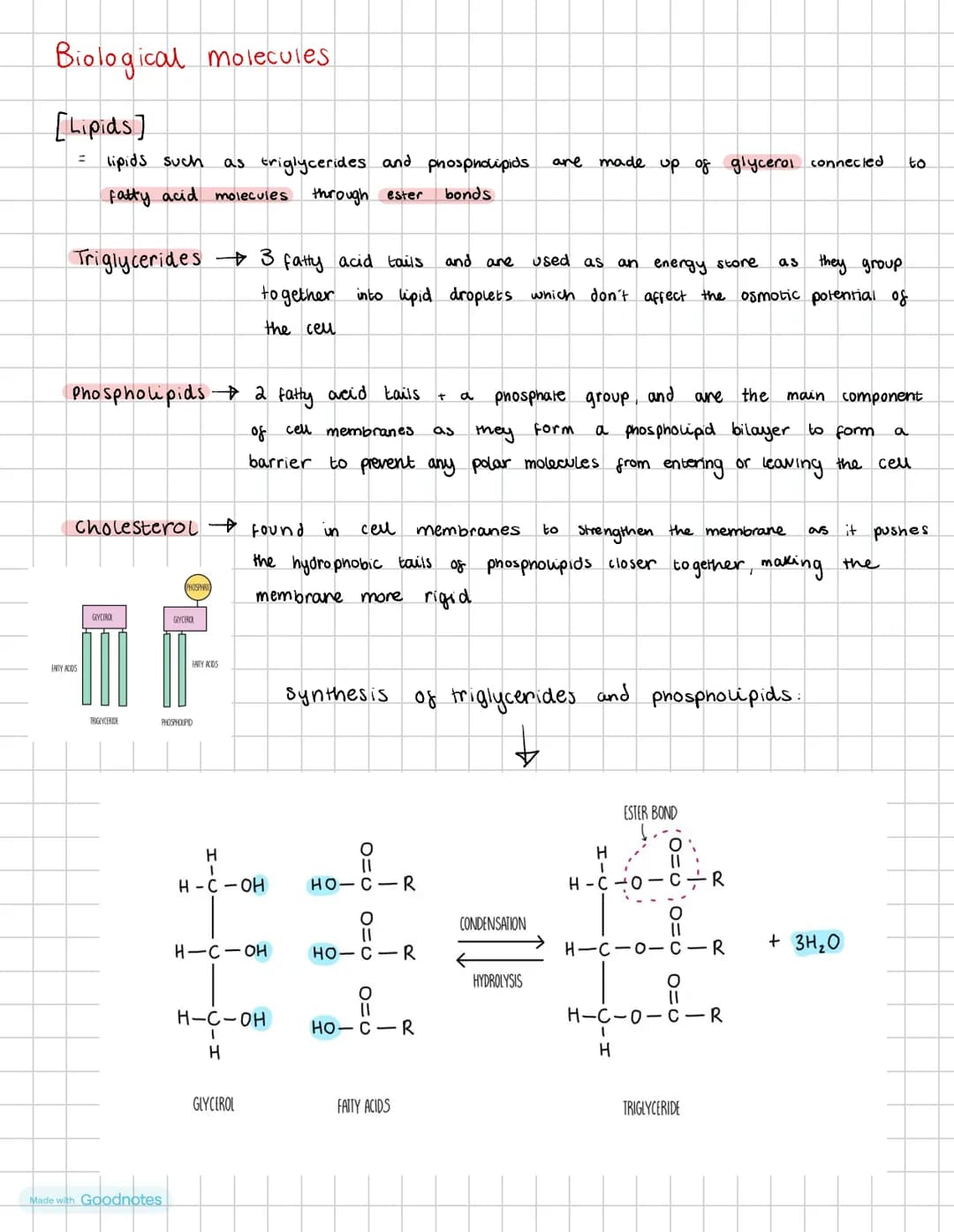 Biological molecules - Lipids – page 1