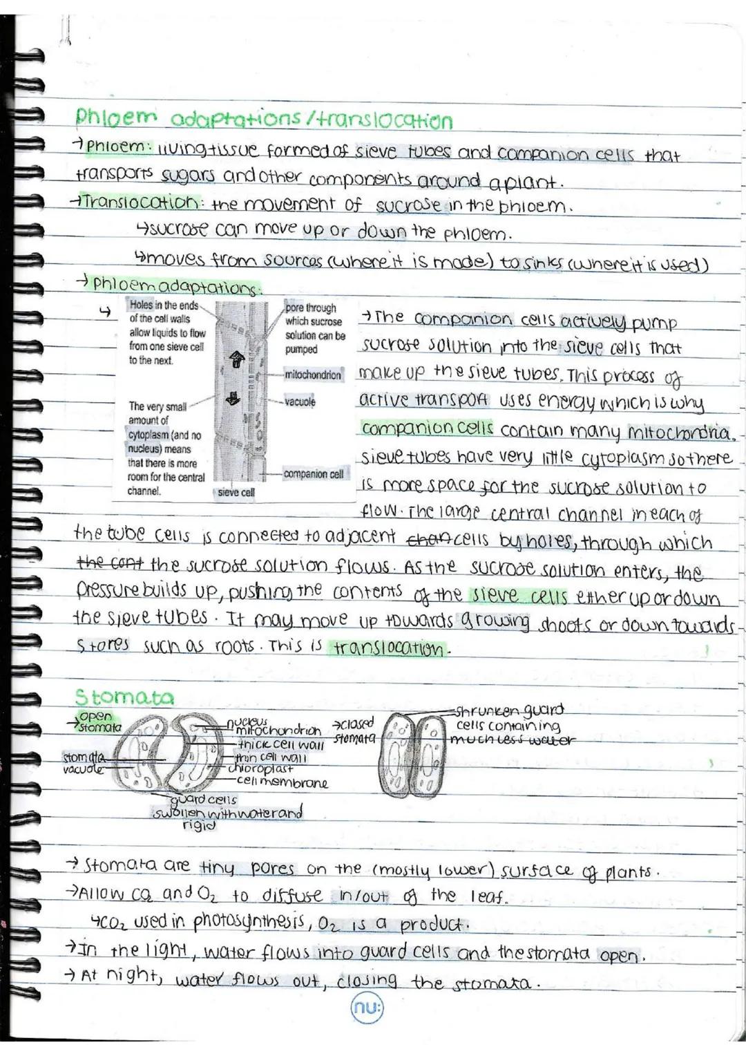 # EDEXCEL GOSE BIOLOGY-SB6-PLANT STRUCTURES AND THEIR FUNCTIONS
# Photosynthesis
→Photosynthetic organisms are the main producers of food a
