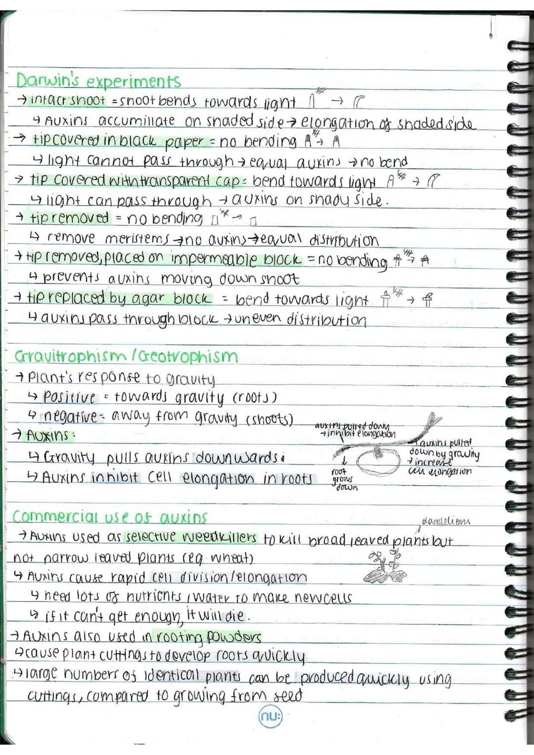 # EDEXCEL GOSE BIOLOGY-SB6-PLANT STRUCTURES AND THEIR FUNCTIONS
# Photosynthesis
→Photosynthetic organisms are the main producers of food a