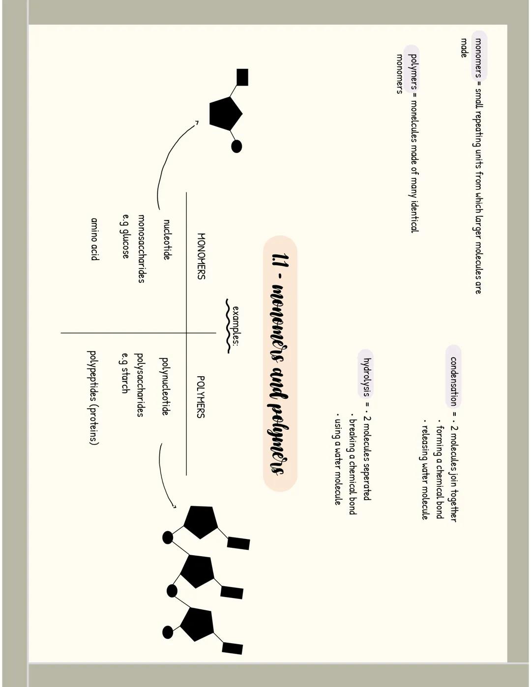 All of topic 1 - A level biology
