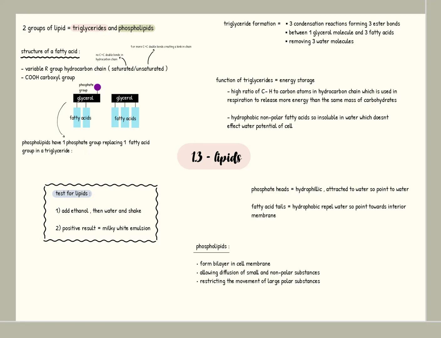 monomers = small repeating units from which larger molecules are
made
condensation 2 molecules join together
-forming a chemical bond
releas