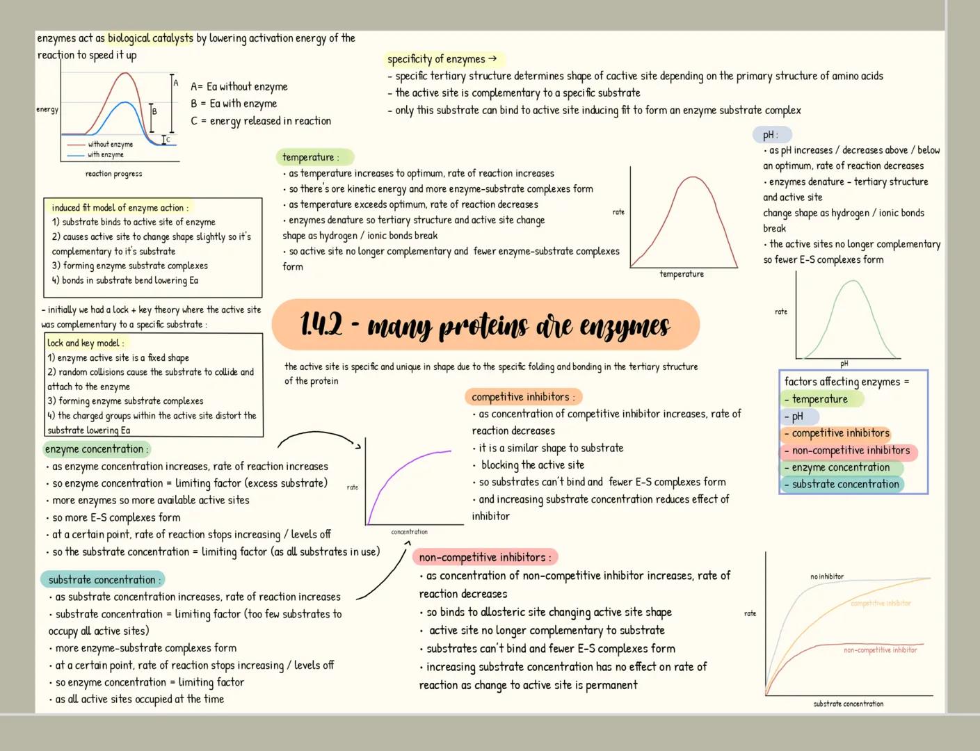 monomers = small repeating units from which larger molecules are
made
condensation 2 molecules join together
-forming a chemical bond
releas