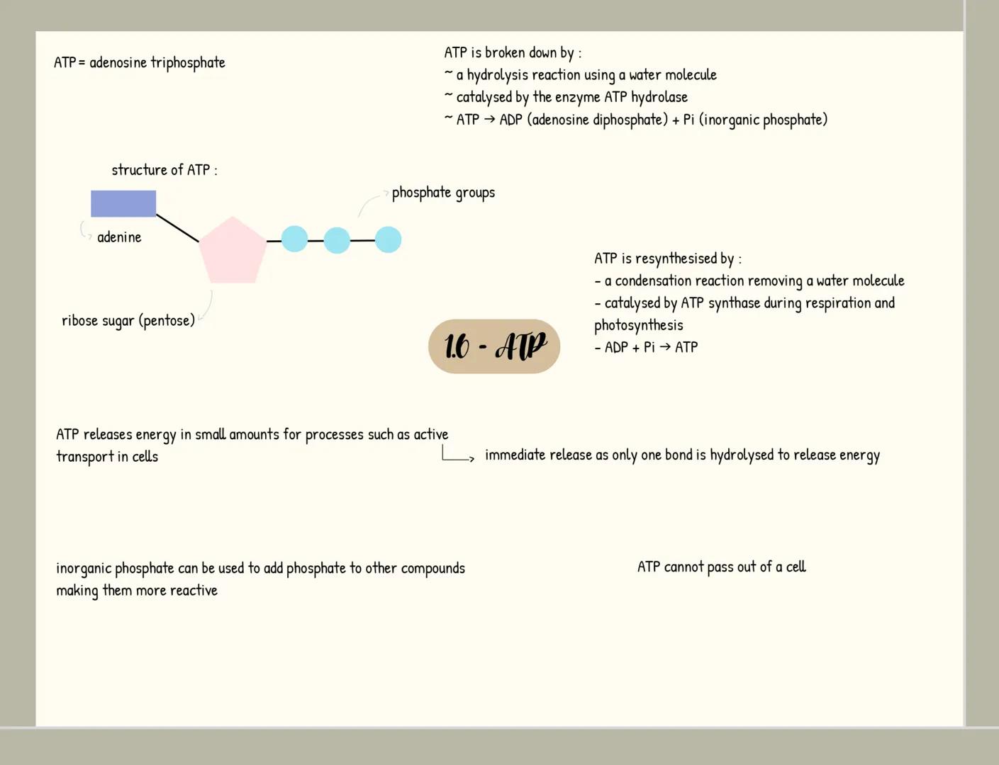monomers = small repeating units from which larger molecules are
made
condensation 2 molecules join together
-forming a chemical bond
releas