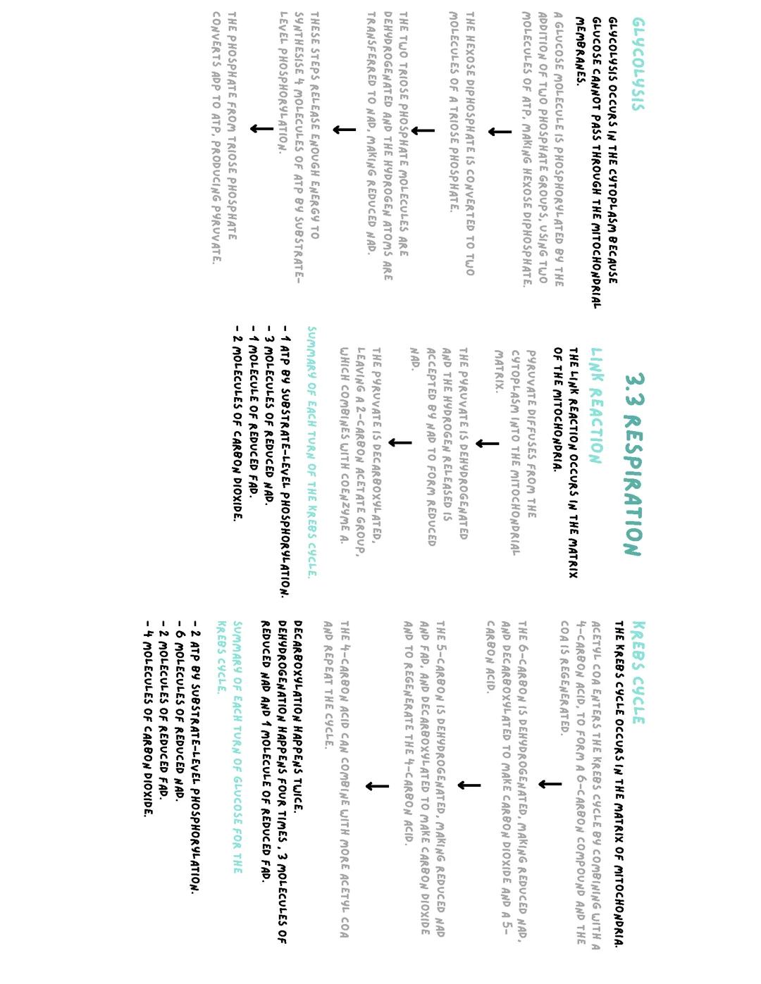 3.3 Respiration - WJEC Biology A Level