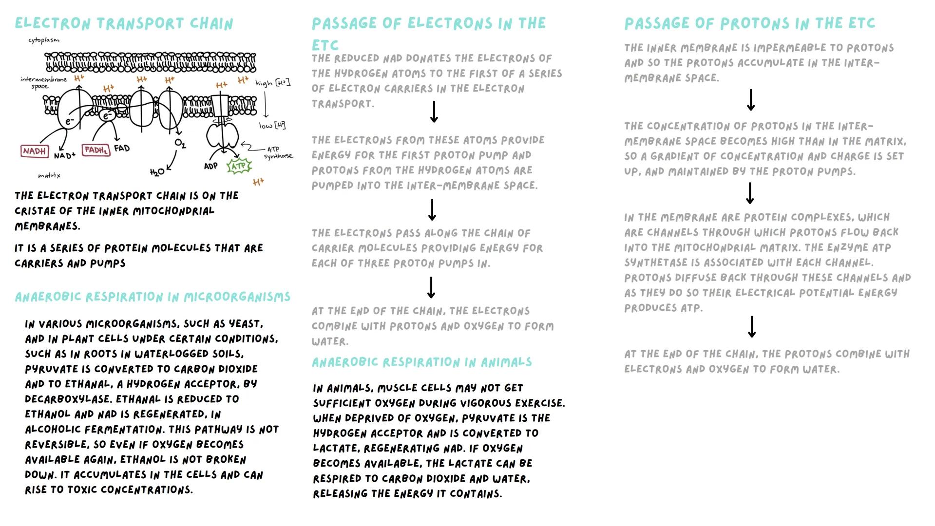 GLYCOLYSIS
GLYCOLYSIS OCCURS IN THE CYTOPLASM BECAUSE
GLUCOSE CANNOT PASS THROUGH THE MITOCHONDRIAL
MEMBRANES.
A GLUCOSE MOLECULE IS PHOSPHO