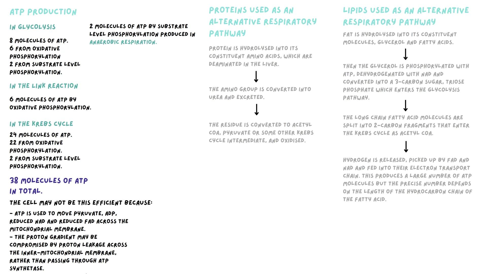 GLYCOLYSIS
GLYCOLYSIS OCCURS IN THE CYTOPLASM BECAUSE
GLUCOSE CANNOT PASS THROUGH THE MITOCHONDRIAL
MEMBRANES.
A GLUCOSE MOLECULE IS PHOSPHO
