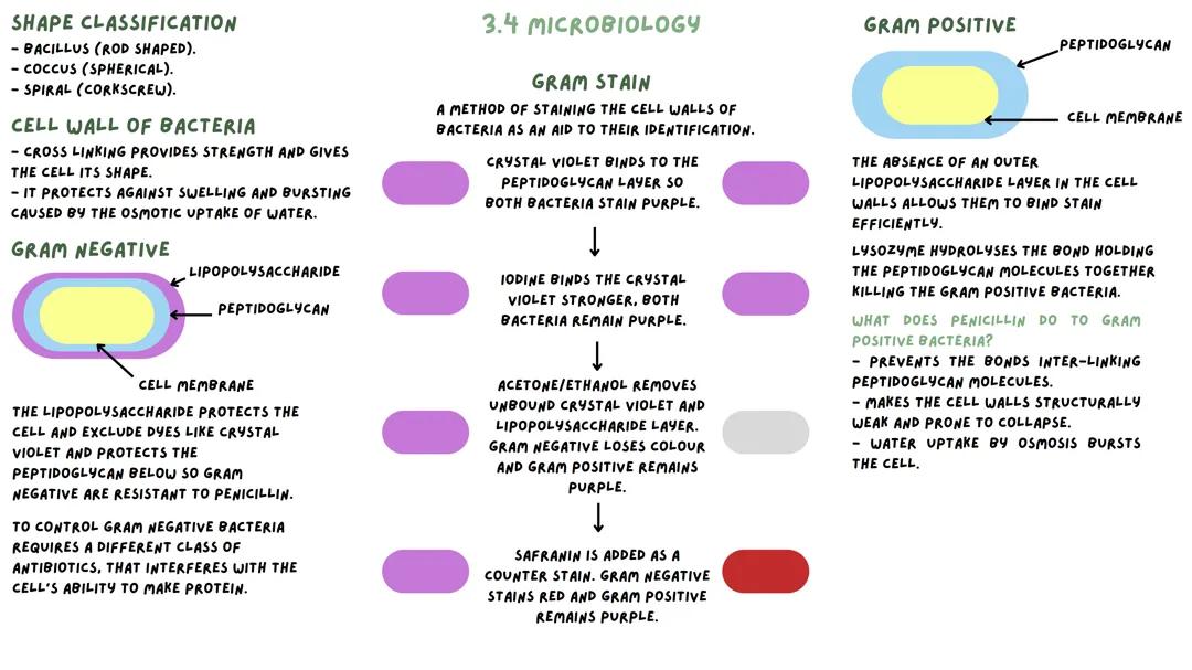 3.4 Microbiology - WJEC Biology A Level