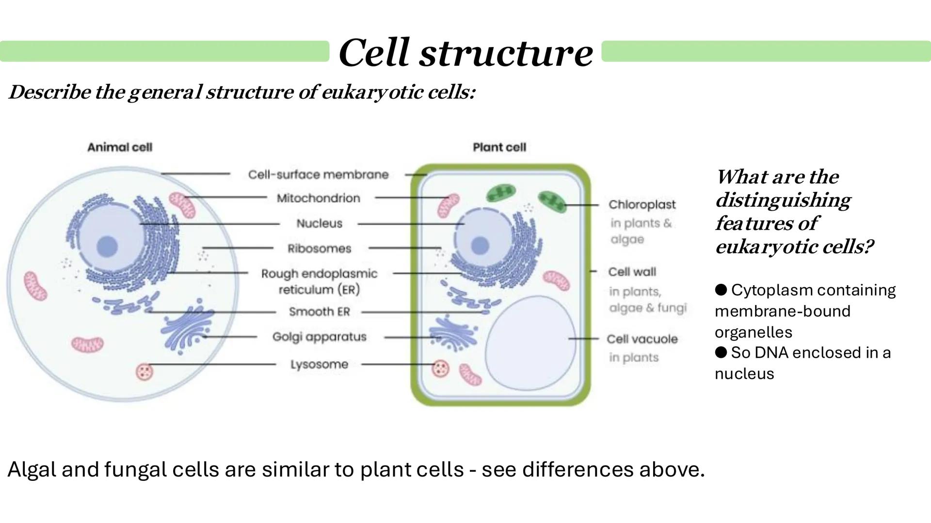 Cell structure
Describe the general structure of eukaryotic cells:
Animal cell
Plant cell
Cell-surface membrane
Mitochondrion
Nucleus
Riboso