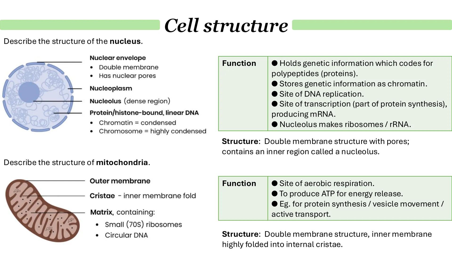 Cell structure
Describe the general structure of eukaryotic cells:
Animal cell
Plant cell
Cell-surface membrane
Mitochondrion
Nucleus
Riboso