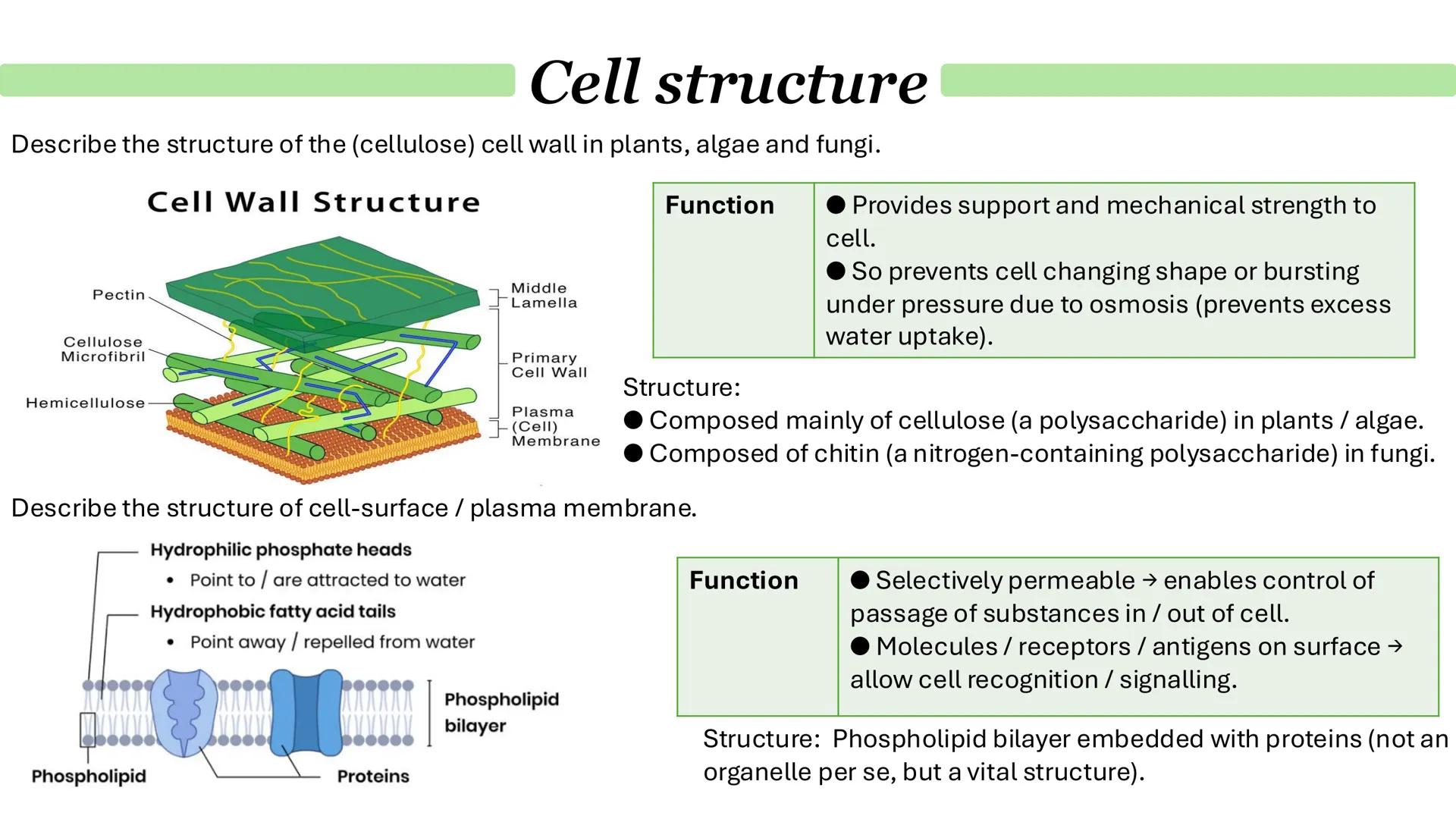 Cell structure
Describe the general structure of eukaryotic cells:
Animal cell
Plant cell
Cell-surface membrane
Mitochondrion
Nucleus
Riboso