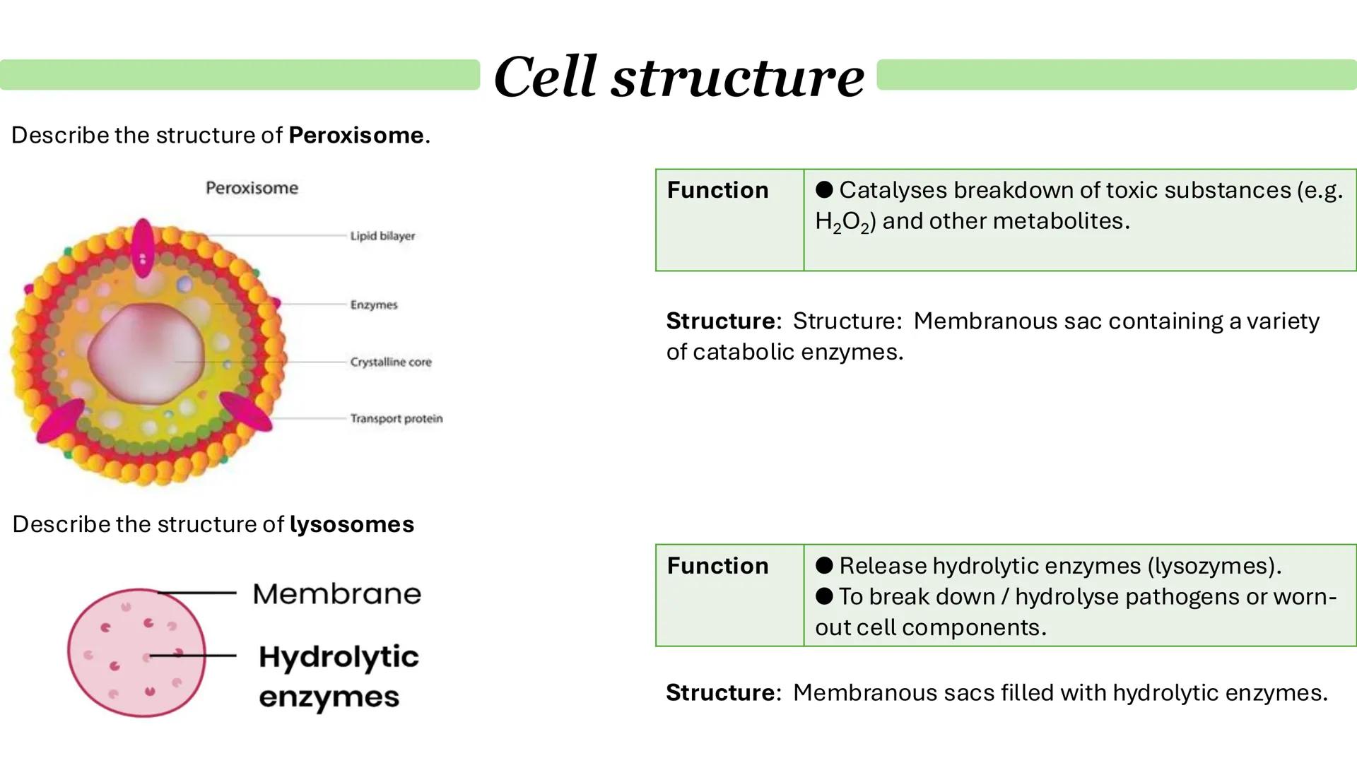 # Cells & immunity
Paper 1 Cell structure
Describe the general structure of eukaryotic cells:
Animal cell
Plant cell
Cell-surface membrane