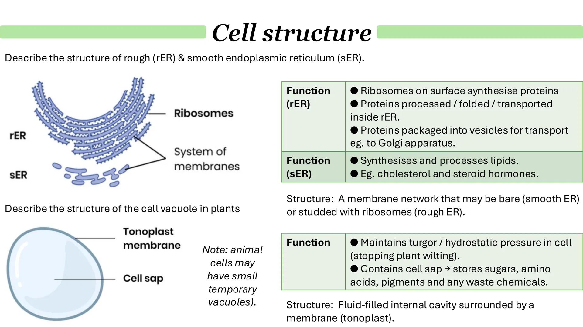 # Cells & immunity
Paper 1 Cell structure
Describe the general structure of eukaryotic cells:
Animal cell
Plant cell
Cell-surface membrane