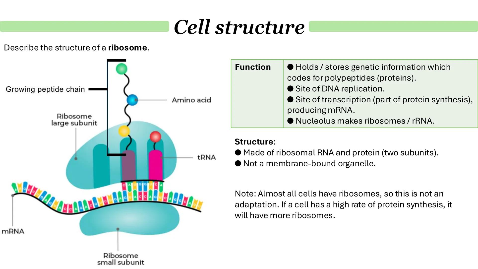 # Cells & immunity
Paper 1 Cell structure
Describe the general structure of eukaryotic cells:
Animal cell
Plant cell
Cell-surface membrane