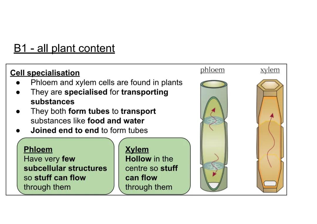 Biology paper 1 - all plant content