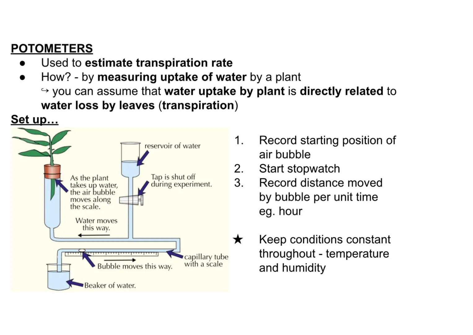 B1 - all plant content
Cell specialisation
• Phloem and xylem cells are found in plants
• They are specialised for transporting
substan