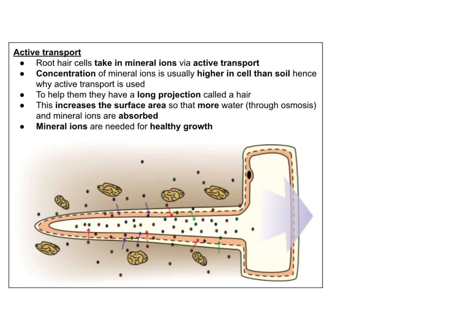 B1 - all plant content
Cell specialisation
• Phloem and xylem cells are found in plants
• They are specialised for transporting
substan