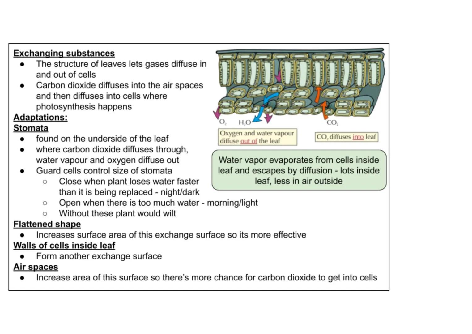 B1 - all plant content
Cell specialisation
• Phloem and xylem cells are found in plants
• They are specialised for transporting
substan