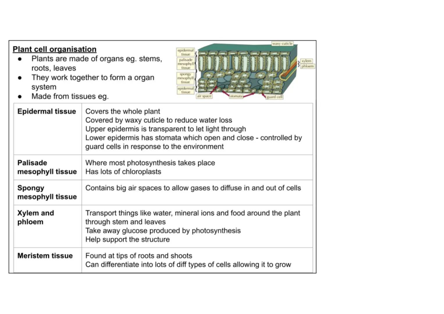 B1 - all plant content
Cell specialisation
• Phloem and xylem cells are found in plants
• They are specialised for transporting
substan