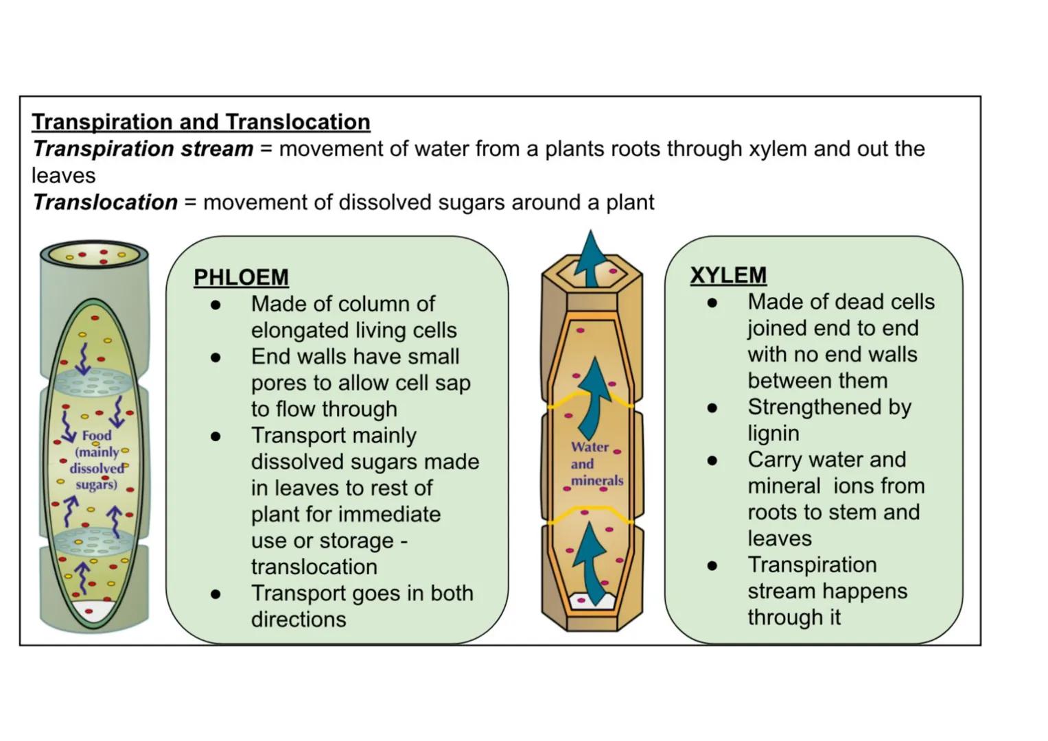 B1 - all plant content
Cell specialisation
• Phloem and xylem cells are found in plants
• They are specialised for transporting
substan