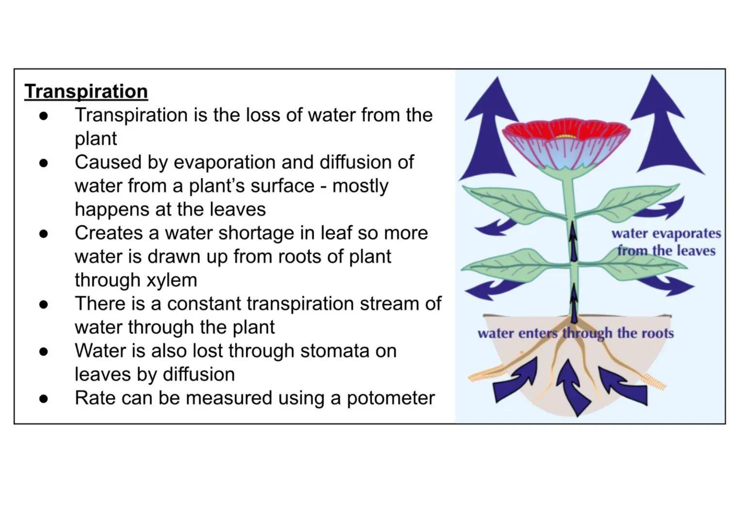 B1 - all plant content
Cell specialisation
• Phloem and xylem cells are found in plants
• They are specialised for transporting
substan