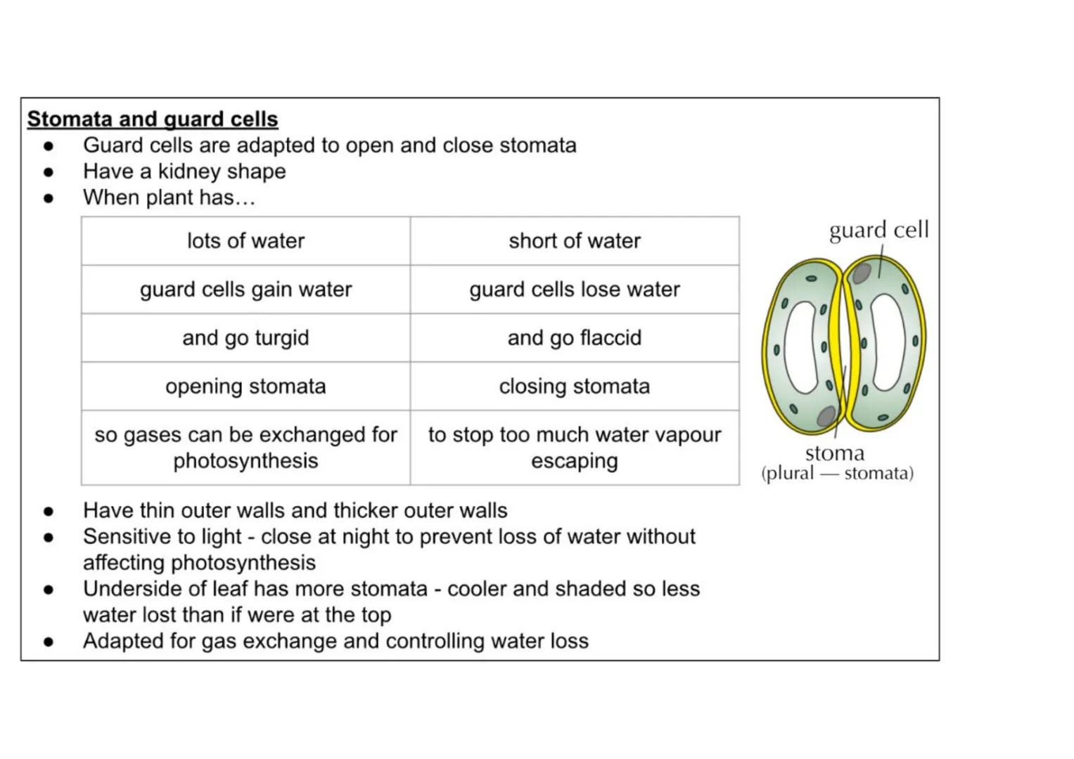 B1 - all plant content
Cell specialisation
• Phloem and xylem cells are found in plants
• They are specialised for transporting
substan