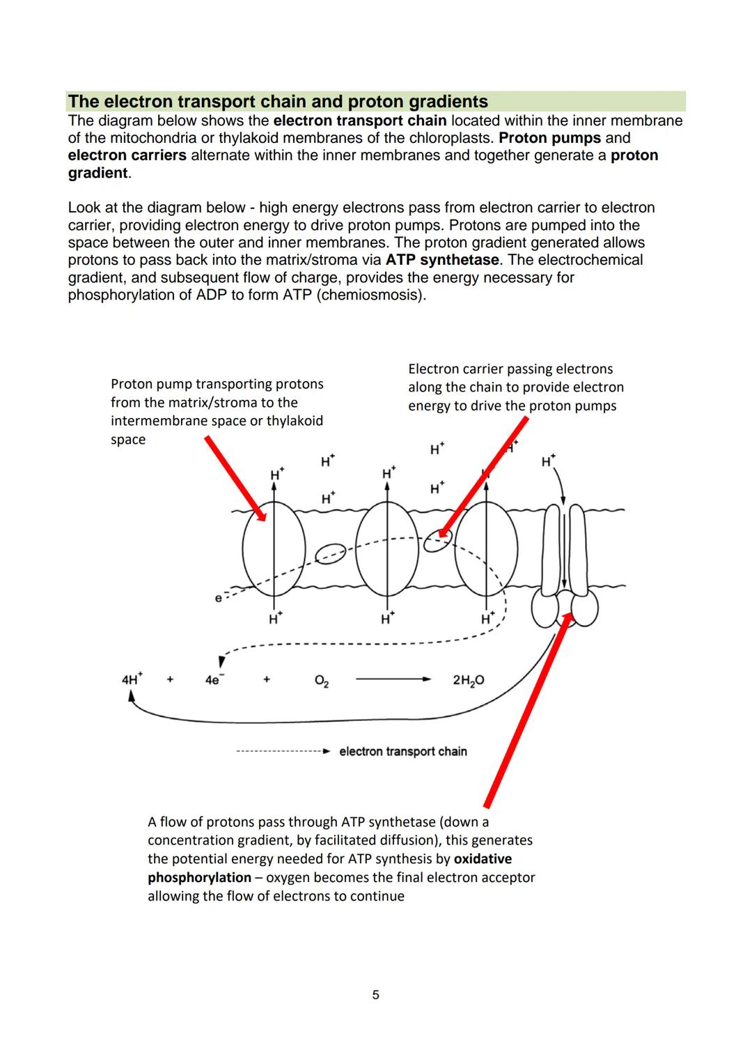 # Revision Guide
Biology - Unit 3
GCE A Level WJEC These notes have been authored by experienced teachers and are provided as support to
s