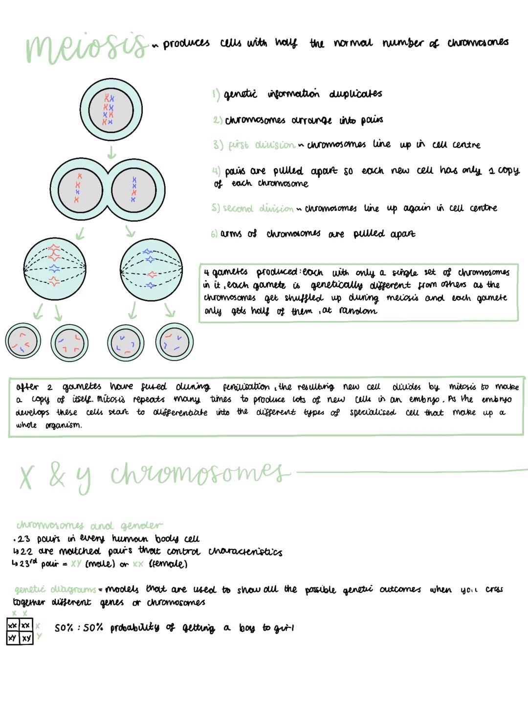 --- OCR Start ---
dna
Chromosomes = long molecules of DNA
DNA = chemical that all genetic material in a cell is made from
↳ contains coded i